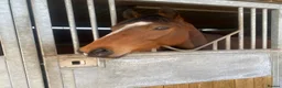 Irish Thoroughbred horses for sale: 16hh 5year old tb bay friendliest horse around  - Advert 1