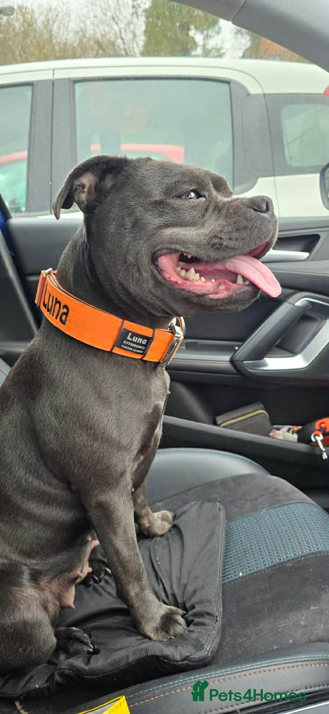 Staffordshire Bull Terrier dogs for sale: Champion bloodlines kc stafford  pups  - Advert 17