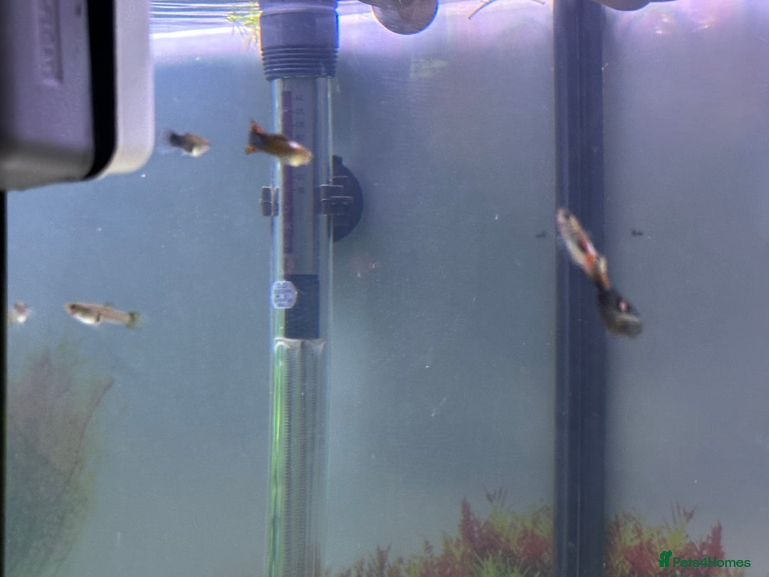 Live Bearers fish for sale: Guppy's endlers / molly & swords  - Advert 4