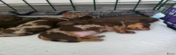 Dachshund dogs for sale: 5 mini daschund puppies are looking for home - Advert 9