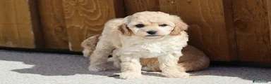 Cavapoochon Puppy 4