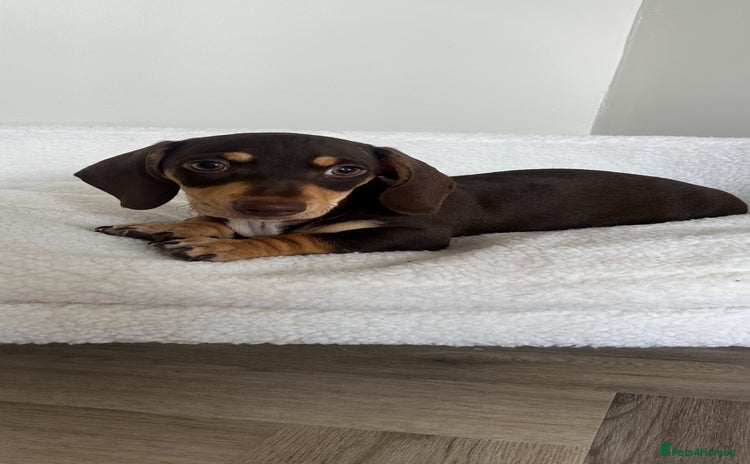 Miniature Dachshund dogs - Advert 4
