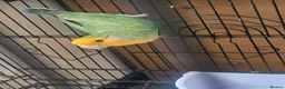 Lovebirds birds for sale: Single Female Lovebird in London - Advert 1