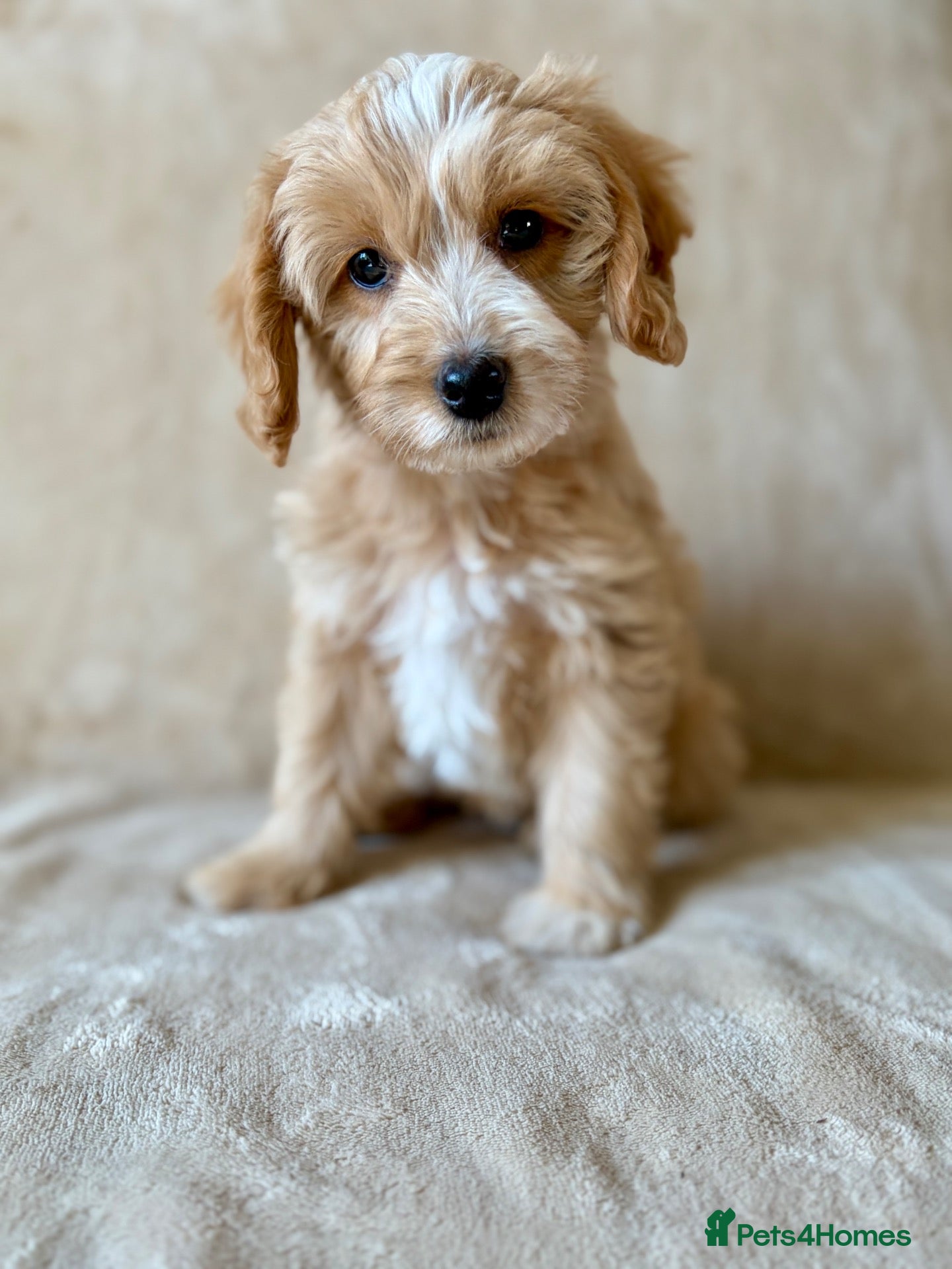 Cockapoo dogs Unique and exquisite pups  - Advert 1