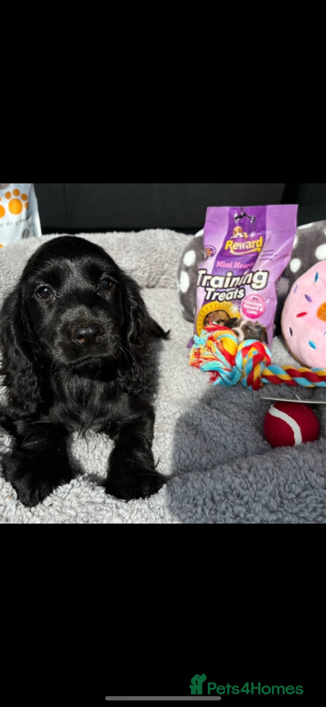 Cocker Spaniel dogs for sale: Cocker Spaniel Puppies  - Image 8