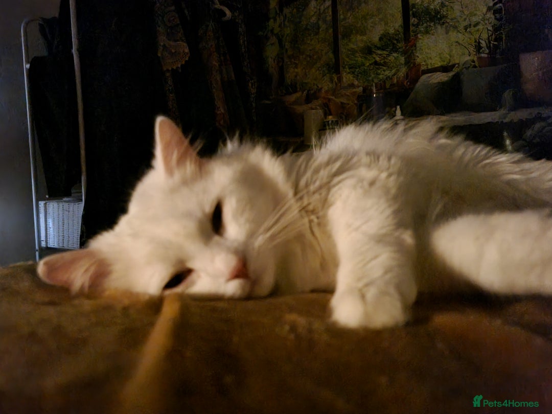 British Longhair cats for sale: Looking for a new home - Image 3