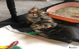 British Shorthair cats for sale: STUNNING AND LOVING BSH x DSH KITTENS - Image 23