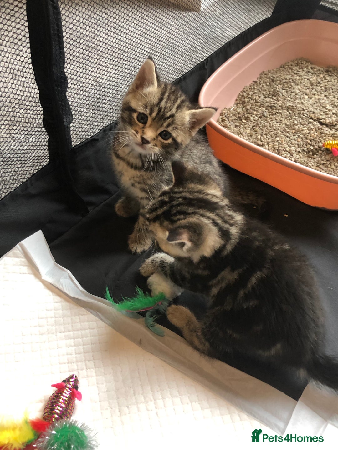 British Shorthair cats for sale: STUNNING AND LOVING BSH x DSH KITTENS - Image 23