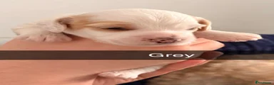 Cockapoo 1