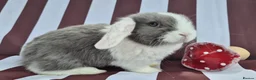 Mini Lop rabbits for sale: Mini lops does and bucks ready to leave Monday  - Advert 12
