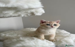 British Shorthair cats for sale: British Shorthair Golden Lilac kittens  - Image 16