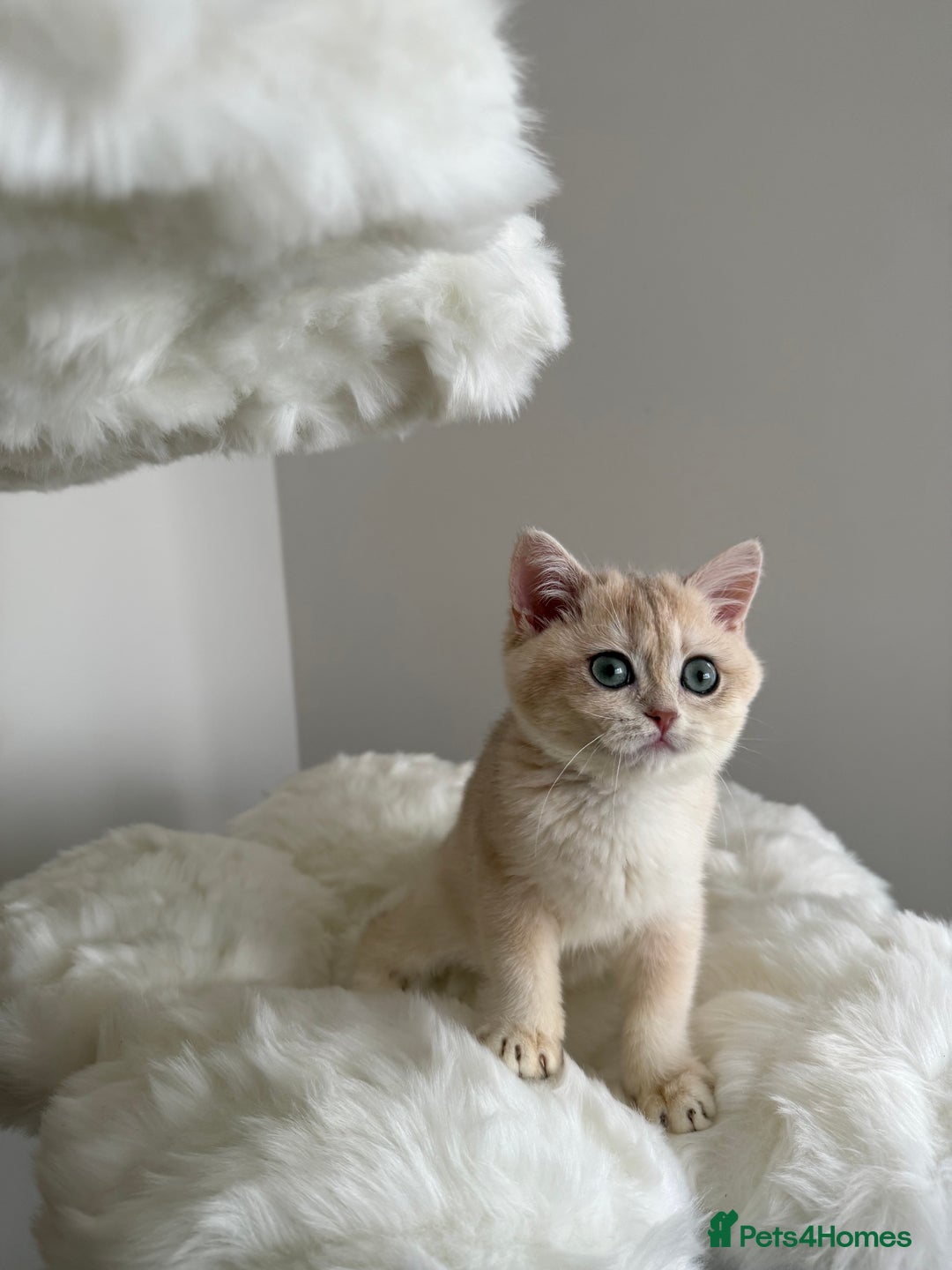 British Shorthair cats for sale: British Shorthair Golden Lilac kittens  - Image 16