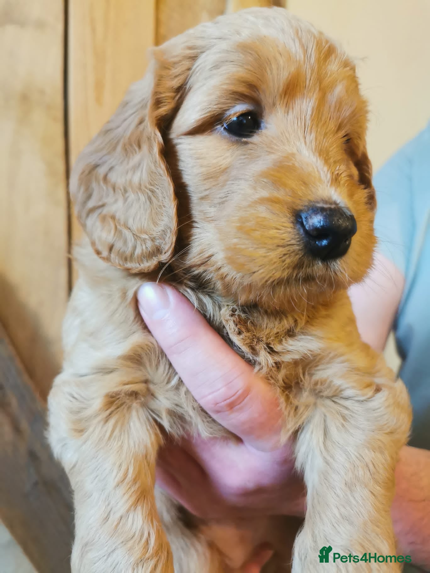 Mini Goldendoodle dogs Superb home-bred F1 Mini Goldendoodle Girl - Advert 1
