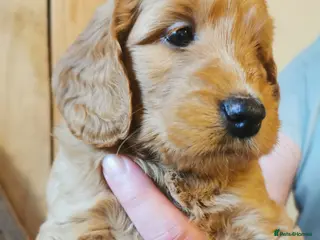 Mini Goldendoodle dogs Superb home-bred F1 Mini Goldendoodle Girl - Advert 7