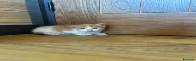 Kitten 3