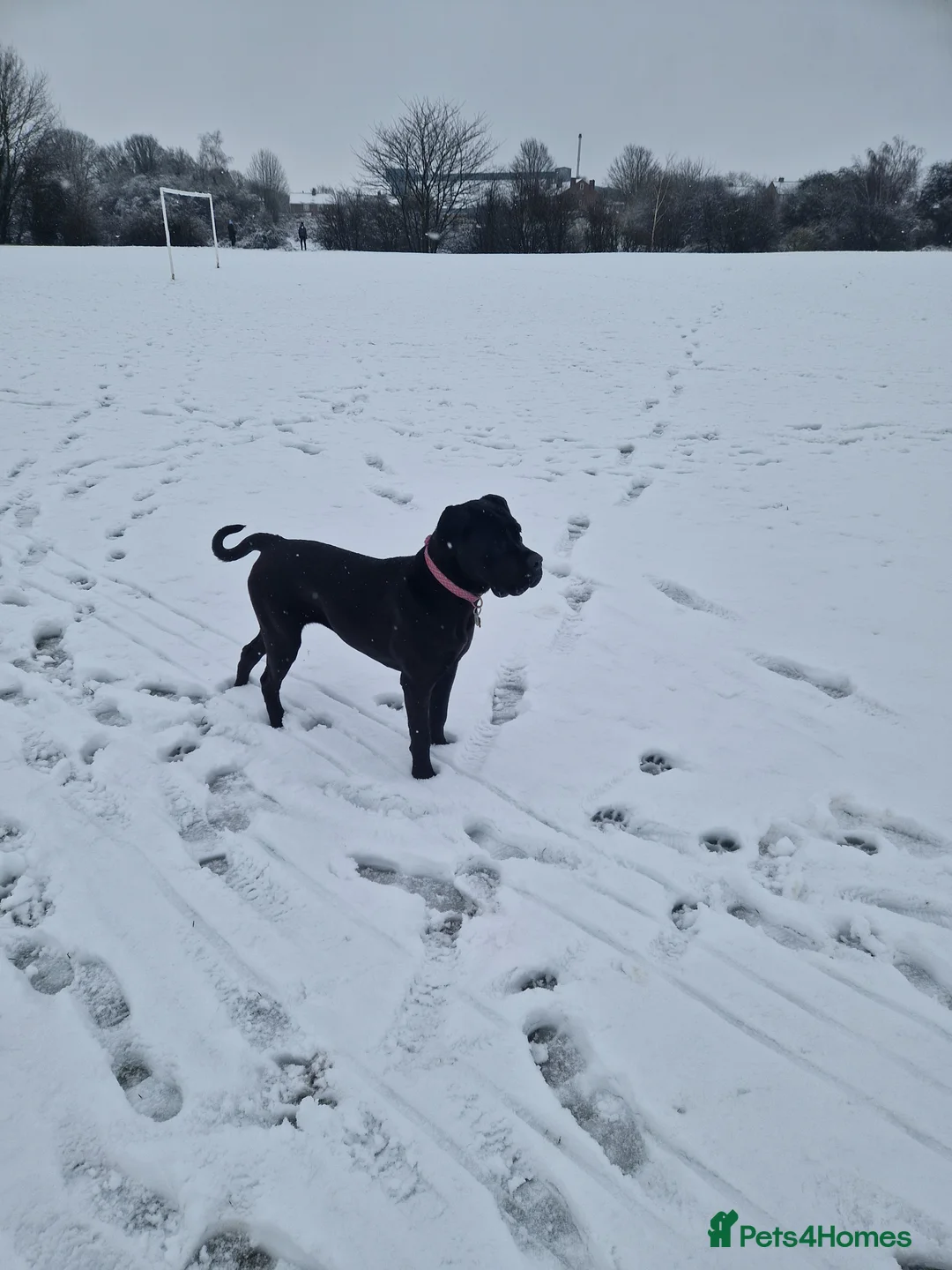 Cane Corso dogs for sale: Sad sale in Knottingley - Advert 2