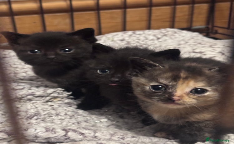 Domestic Shorthair cats Last male kitten looking for loving homes  - Advert 9