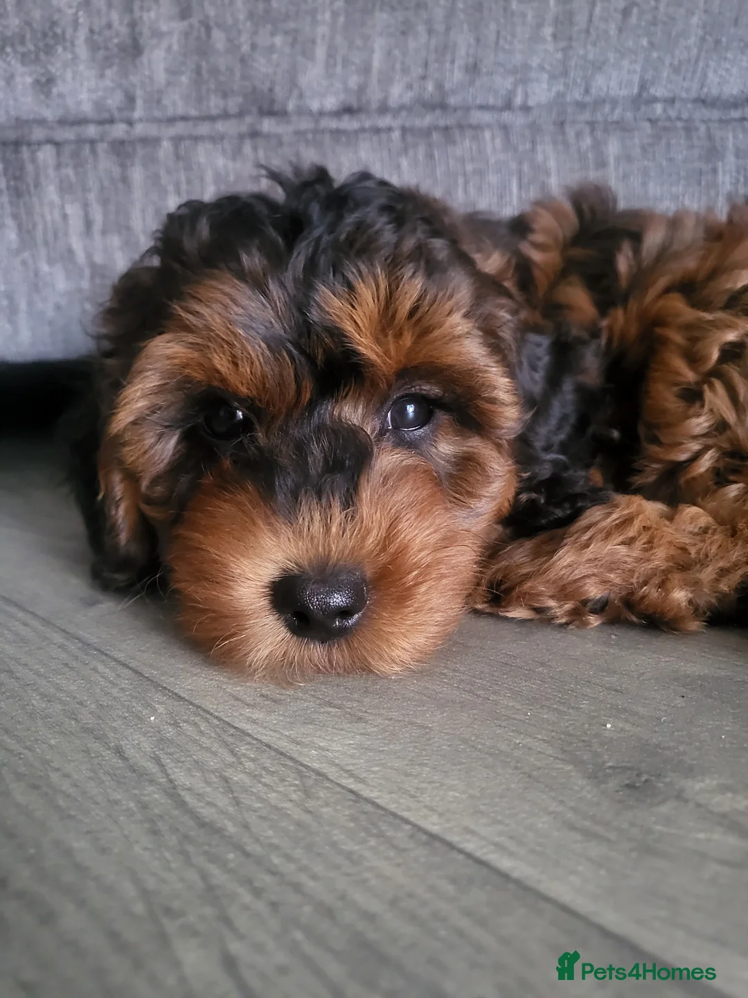 Cockapoo dogs for sale: F1b cockapoos (Ready now) - Advert 2