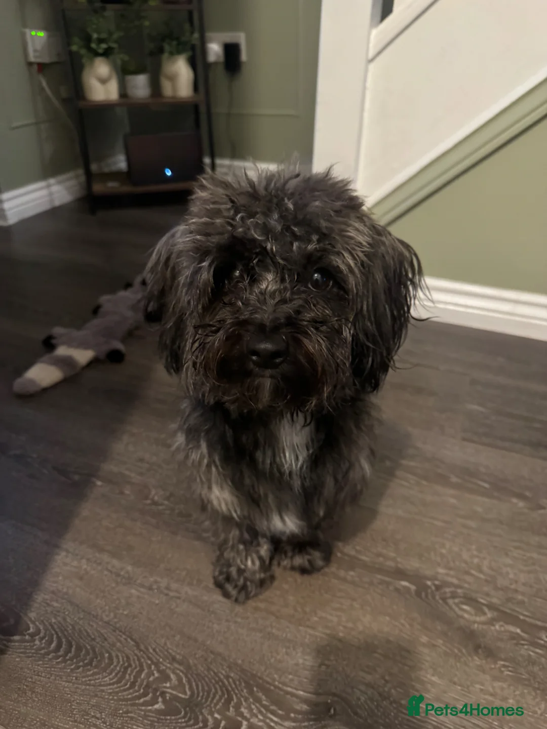 Yorkiepoo dogs for sale: Yorkiepoo  - Advert 2