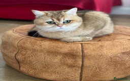 British Shorthair cats for sale: Adorable British Shorthair girl  - Image 2