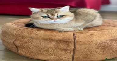 British Shorthair cats - Advert 15