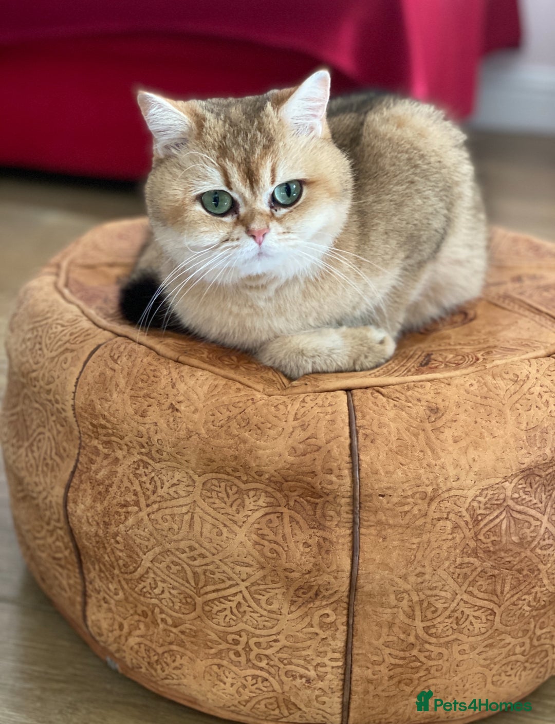 British Shorthair cats for sale: Adorable British Shorthair girl  - Image 2