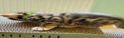 Bengal cats for sale: Stunning Bengal Kittens  - Advert 17