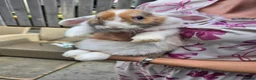 Mini Lop rabbits for sale: Female mini lop - Advert 5