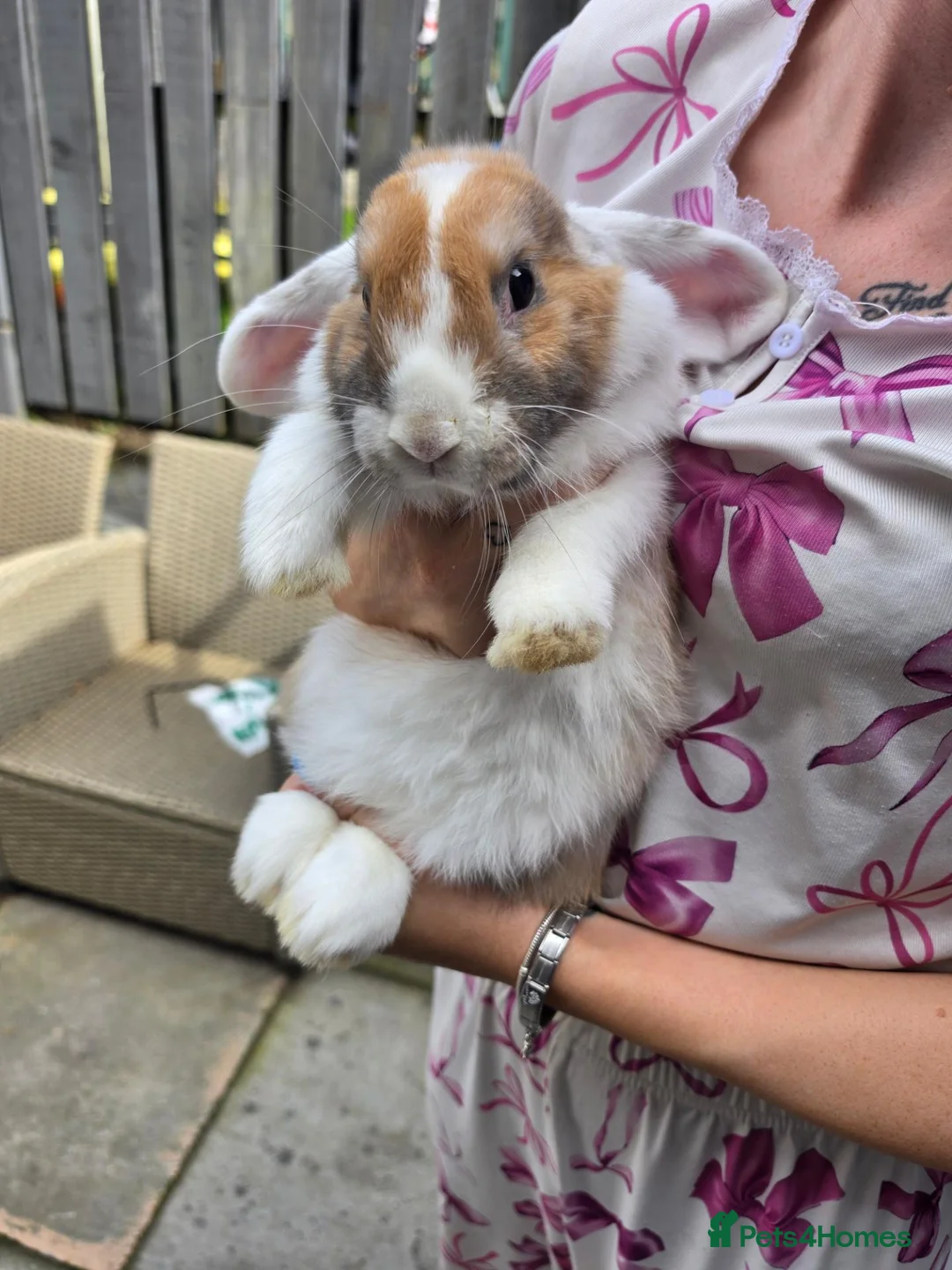 Mini Lop rabbits for sale: Female mini lop - Advert 5