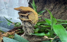 Gecko reptiles for sale: Crested gecko - Image 3