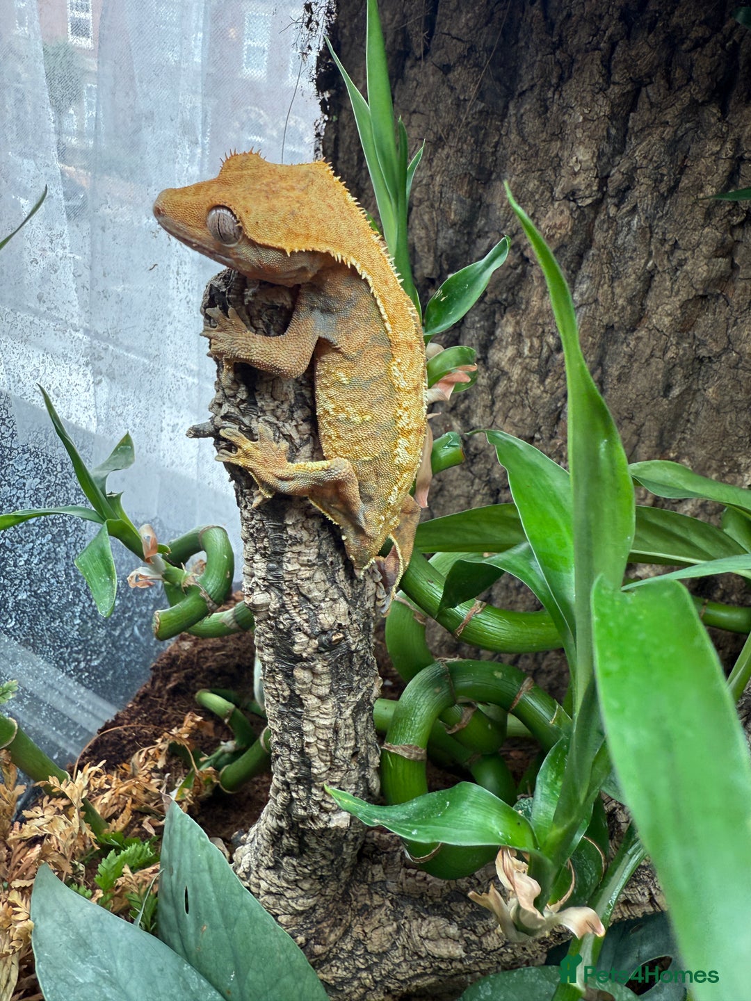 Gecko reptiles for sale: Crested gecko - Image 3