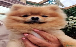 Pomeranian dogs for sale: Gorgeous Pom  - Image 6