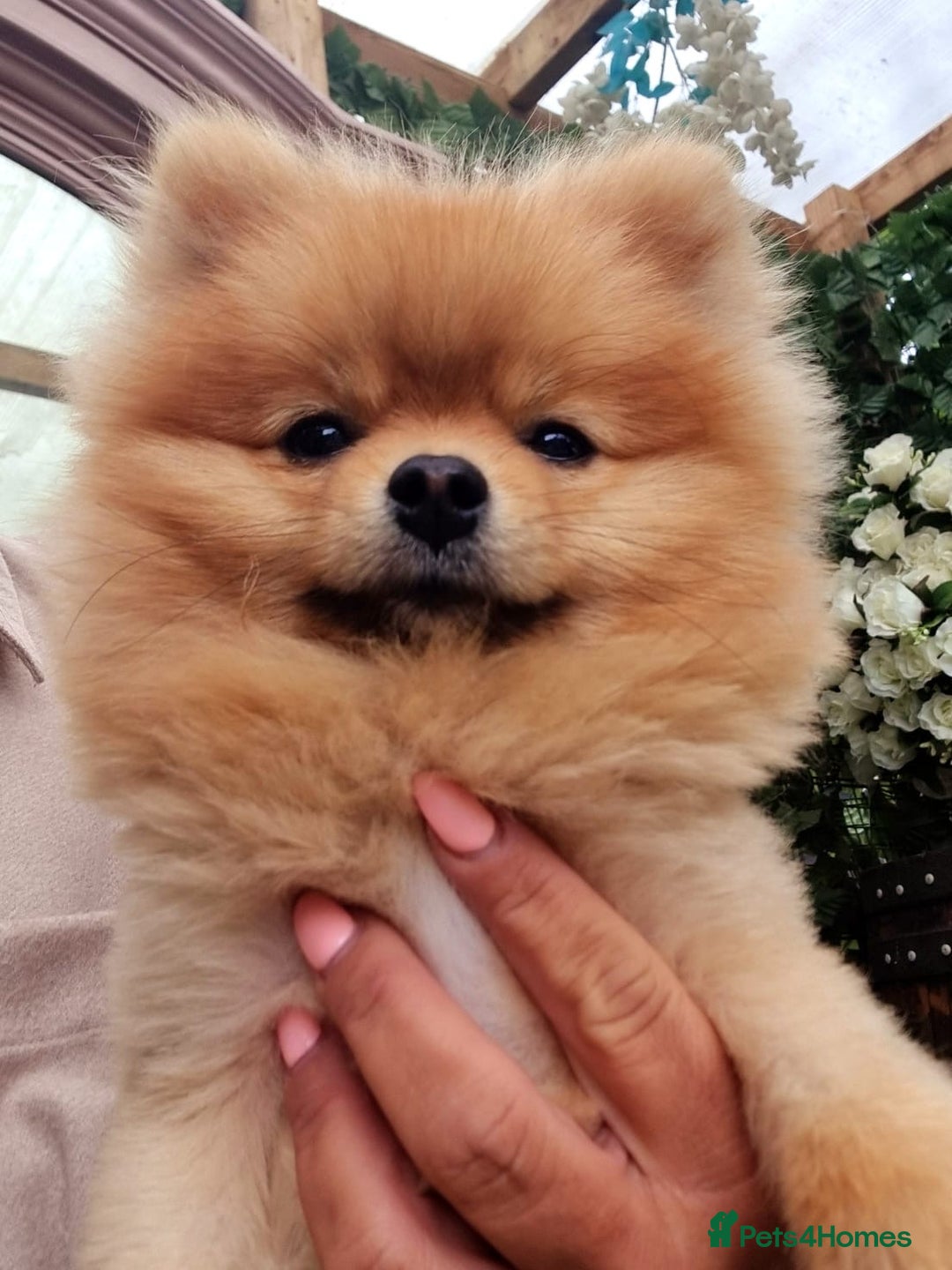 Pomeranian dogs for sale: Gorgeous Pom  - Image 6