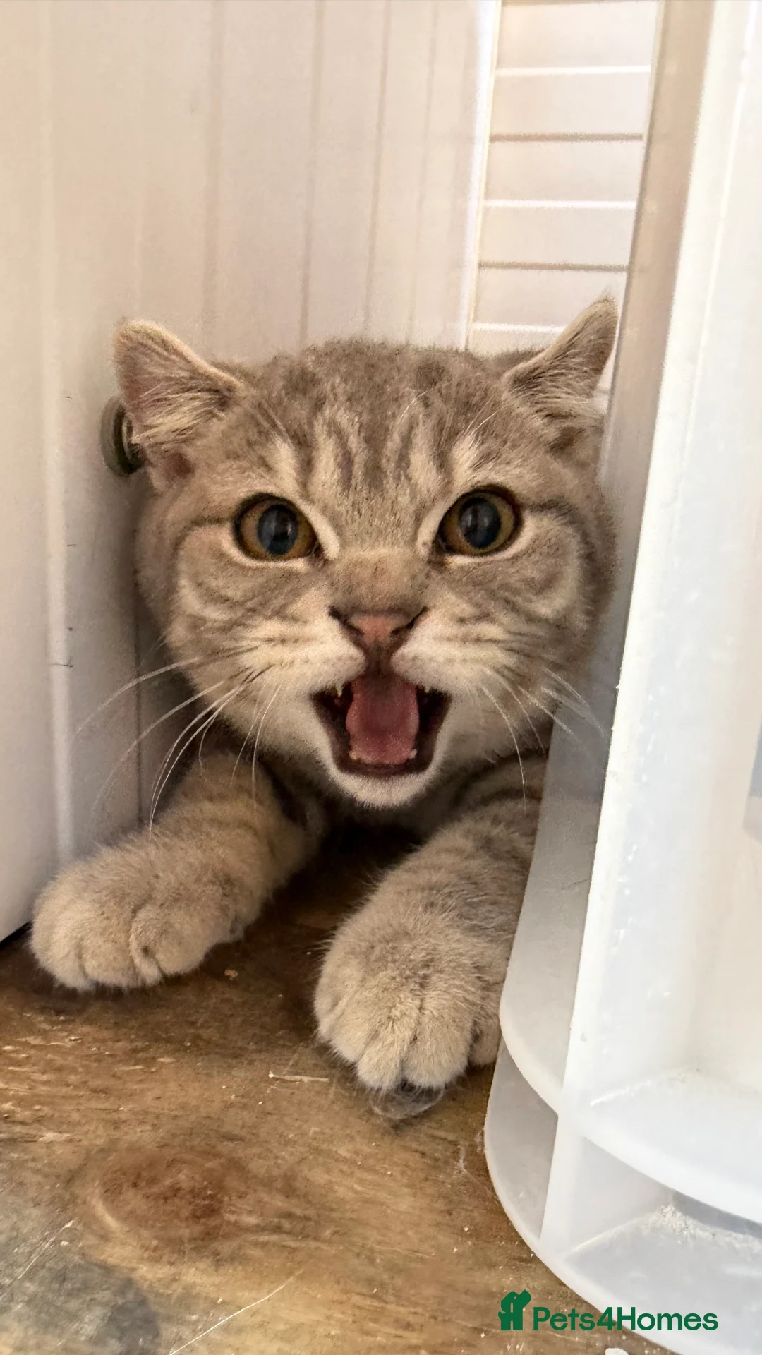 Scottish Fold cats for sale: Vaccinated and ready to go kittens ♥️ - Advert 2