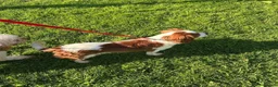 Cavalier King Charles Spaniel dogs for sale: 19mth old, KC Registered, Looking for love  - Advert 3