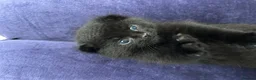Scottish Fold cats for sale: Scottish Fold Black Girl  - Advert 5