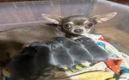 Chihuahua dogs for sale: Lilac tricolour chihuahua puppies - Image 1
