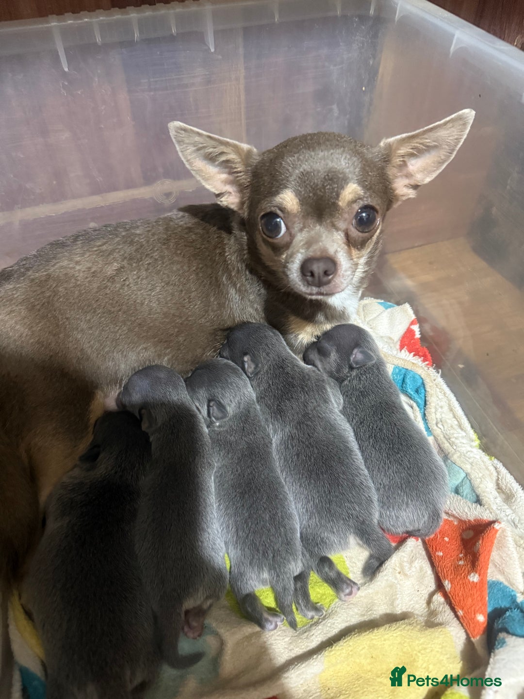Chihuahua dogs for sale: Lilac tricolour chihuahua puppies - Image 1