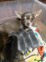 Chihuahua dogs - Advert 9