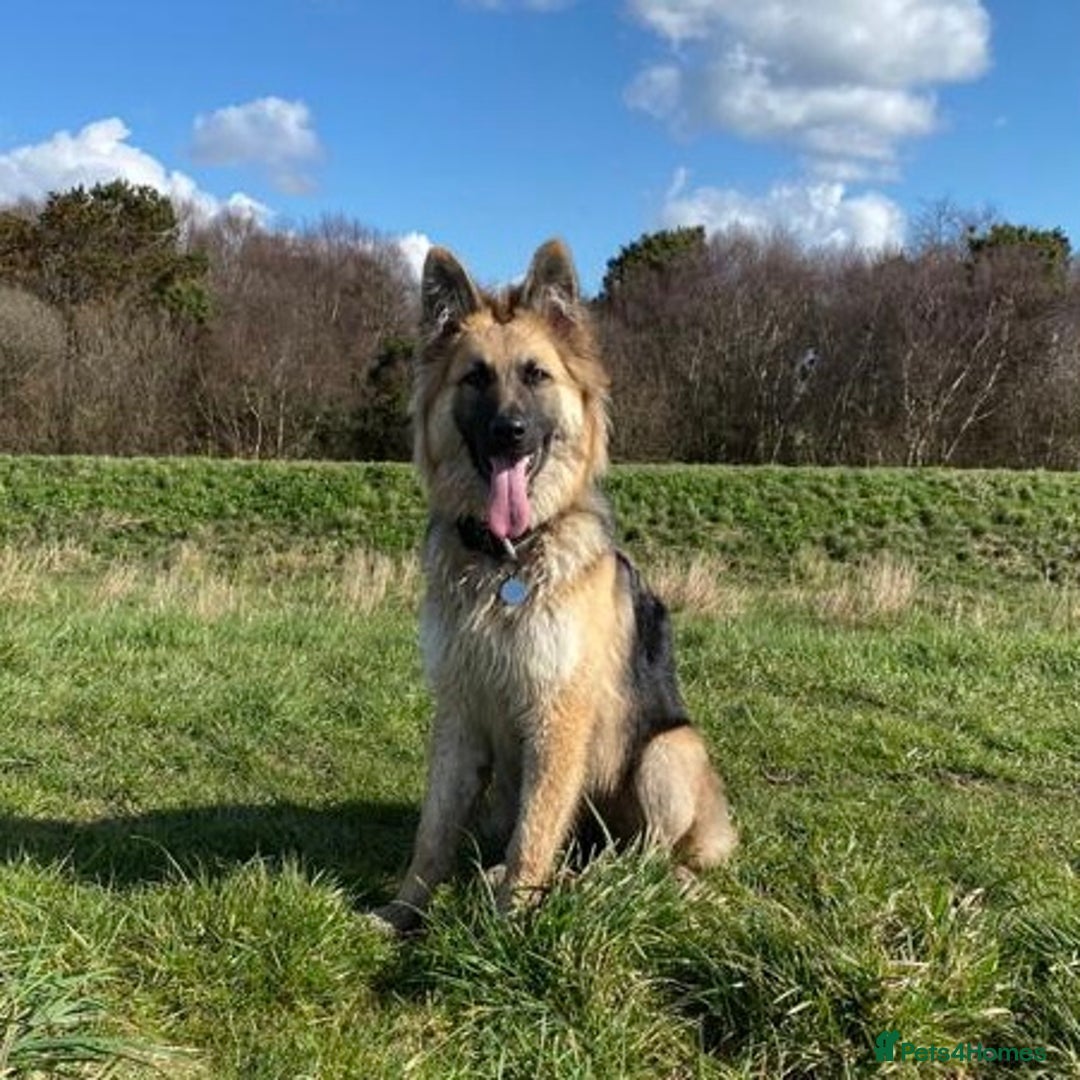 German Shepherd dogs for sale: 1 kc reg German shepherd pup sale 10 weeks old GSP - Advert 5