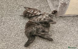 Scottish Fold cats for sale: Adorable Scottish fold Straight Ears Kittens  - Image 26