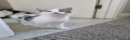 American Shorthair cats for sale: Lovely kittens - Advert 7