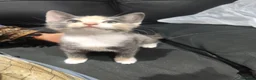 British Shorthair cats for sale: Grey female kitten  - Advert 8