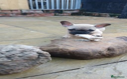 French Bulldog dogs for sale: Quality standard french bulldogs.  - Advert 13