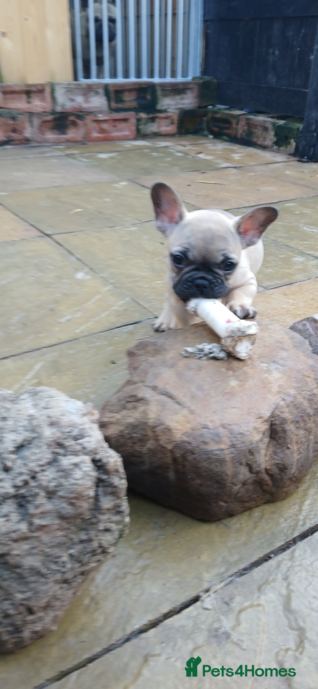 French Bulldog dogs for sale: Quality standard french bulldogs.  - Advert 13