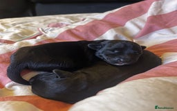 Mixed Breed dogs for sale: Gorgeous jackapoo puppies boy and girl  - Image 3