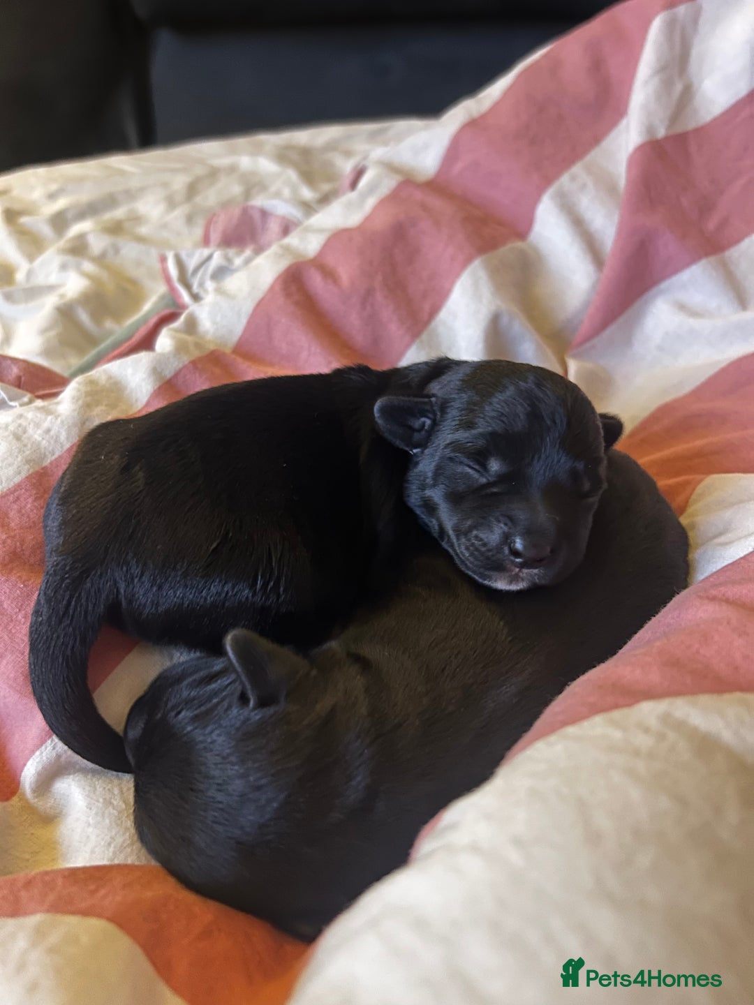 Mixed Breed dogs for sale: Gorgeous jackapoo puppies boy and girl  - Image 3