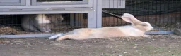 Mixed Breed rabbits for sale: Rabbits  - Advert 5