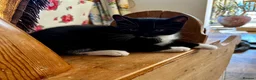 Mixed Breed cats for sale: Kittens jointly raised by our little dog  - Advert 4