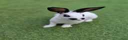 English Spot rabbits for sale: Charlie English spotted female - Advert 3